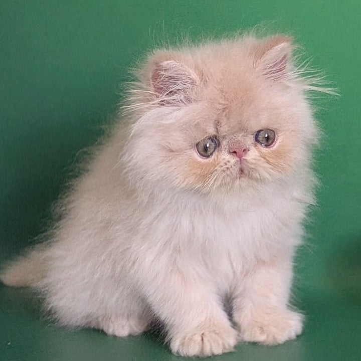 Tom Persian male, cream tabby