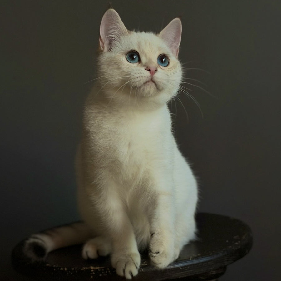 Mila British Shorthair female, black golden shaded pointed