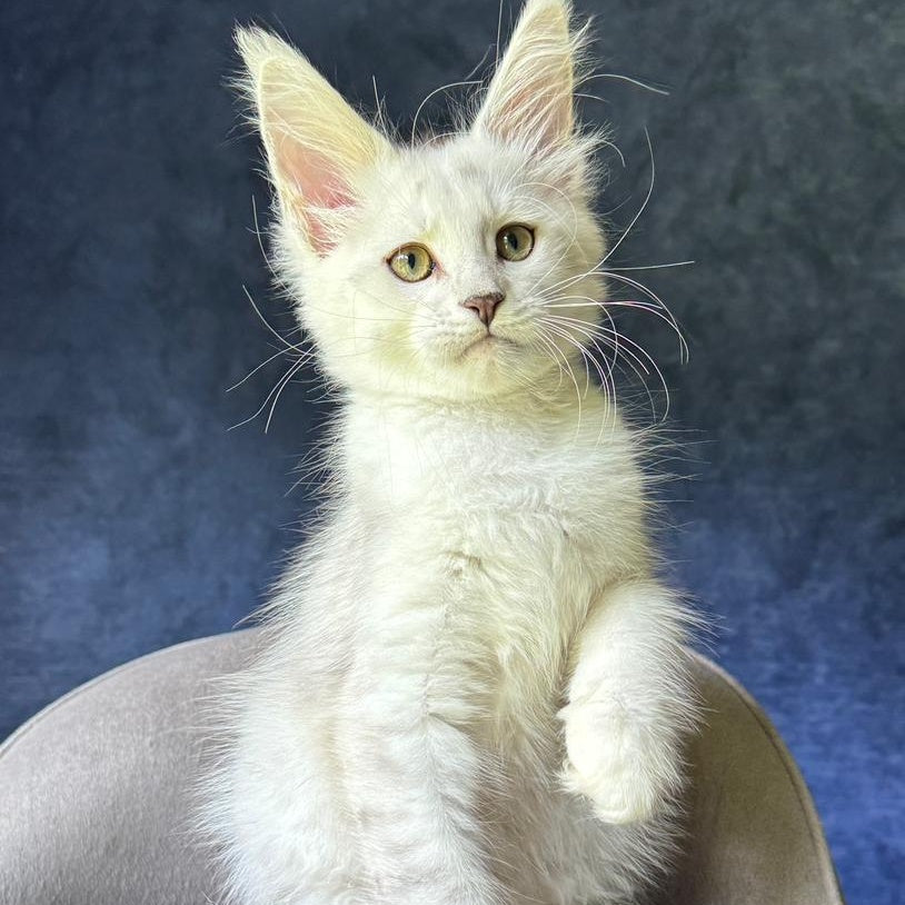 Valiant Maine Coon male, black silver shaded