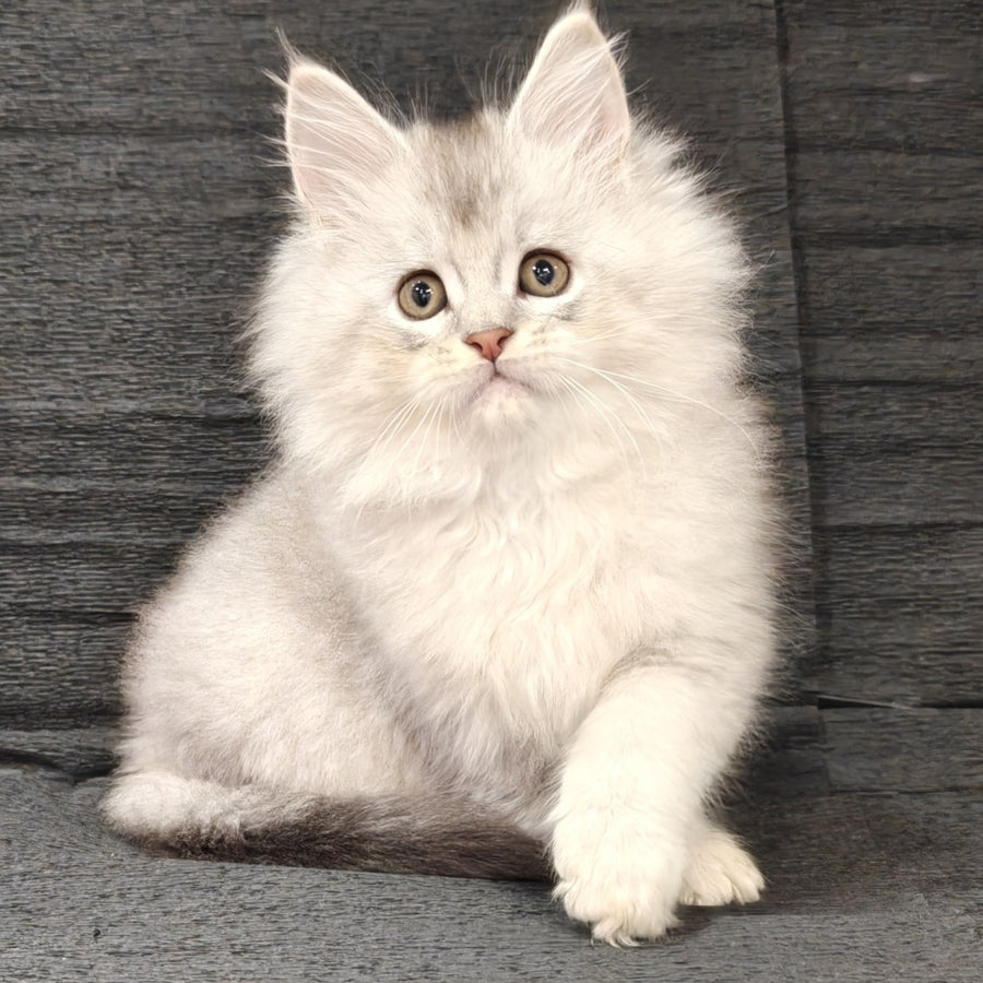 Nikos Maine Coon male, black silver shaded