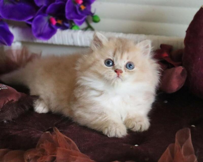 Shakira British Shorthair female, lilac golden shaded