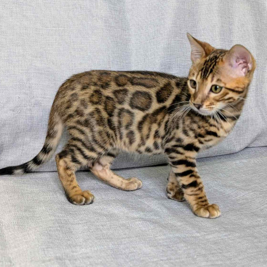 Dexter Bengal male, black spotted tabby