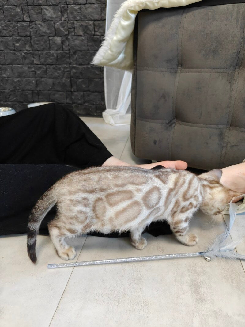 Henly Bengal male black spotted tabby pointed - live animals