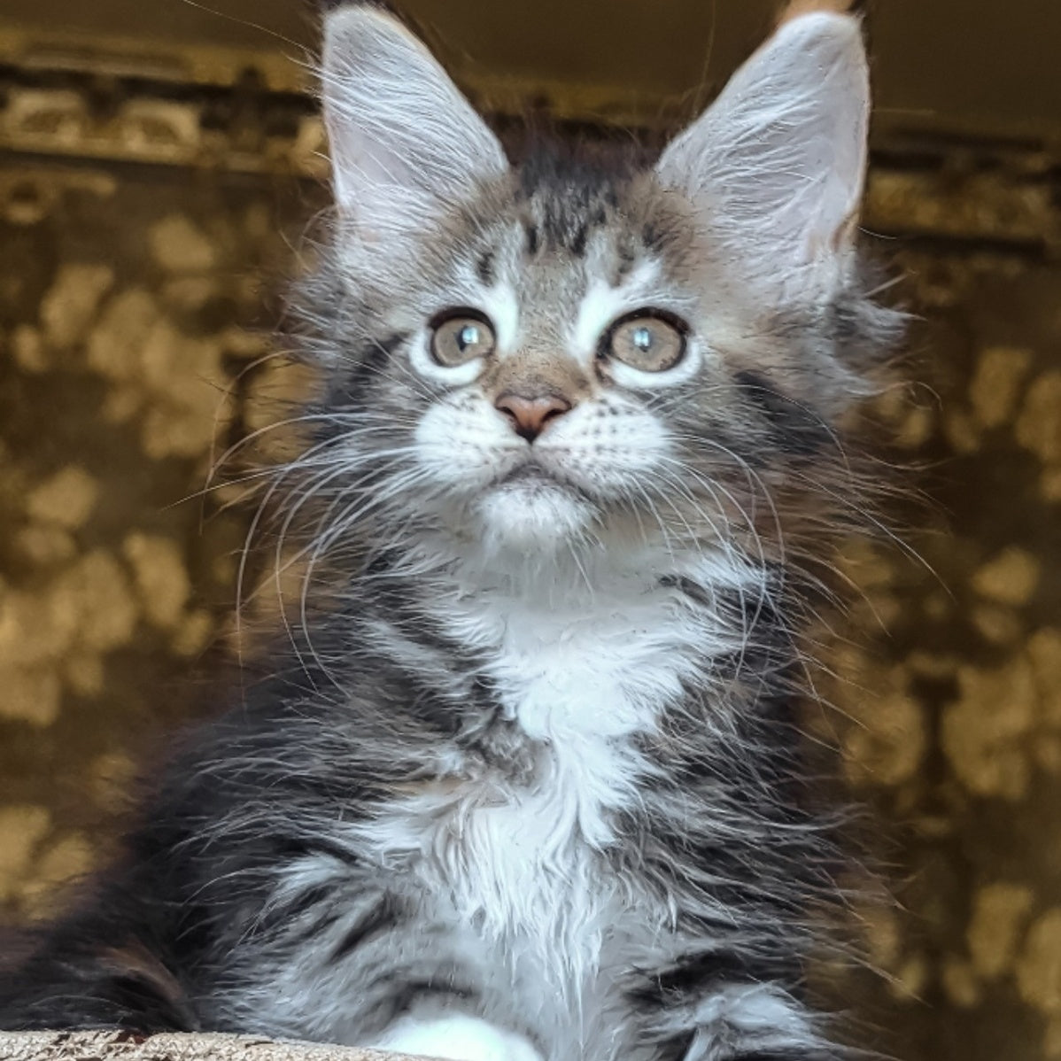 Irish Maine Coon female, black tortie tabby with white