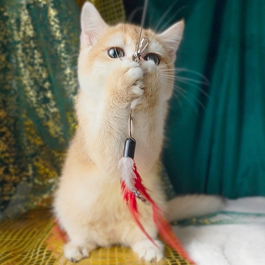 Samantha British Shorthair female, black golden chinchilla