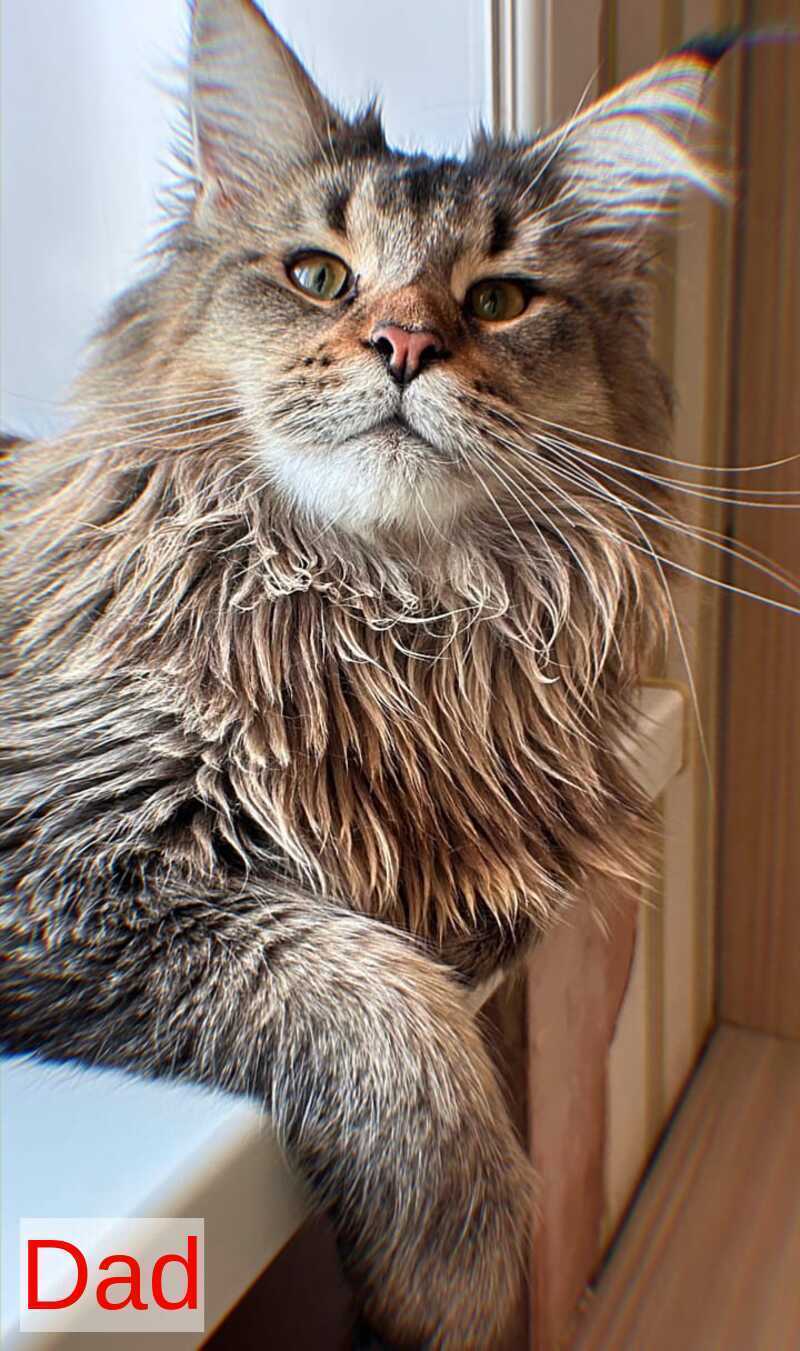 Cutie Maine Coon female black tortie ticked tabby live animals