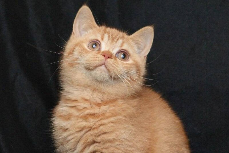 Mavik British Shorthair male, cinnamon ticked tabby