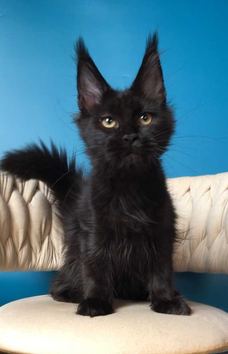 Vlastelina Maine Coon female black - live animals
