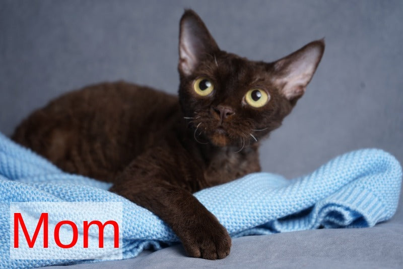 Nika Devon Rex female white - live animals