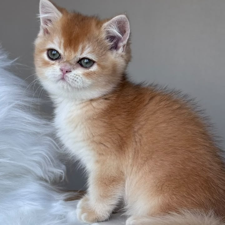 Zein British Shorthair male, chocolate golden chinchilla