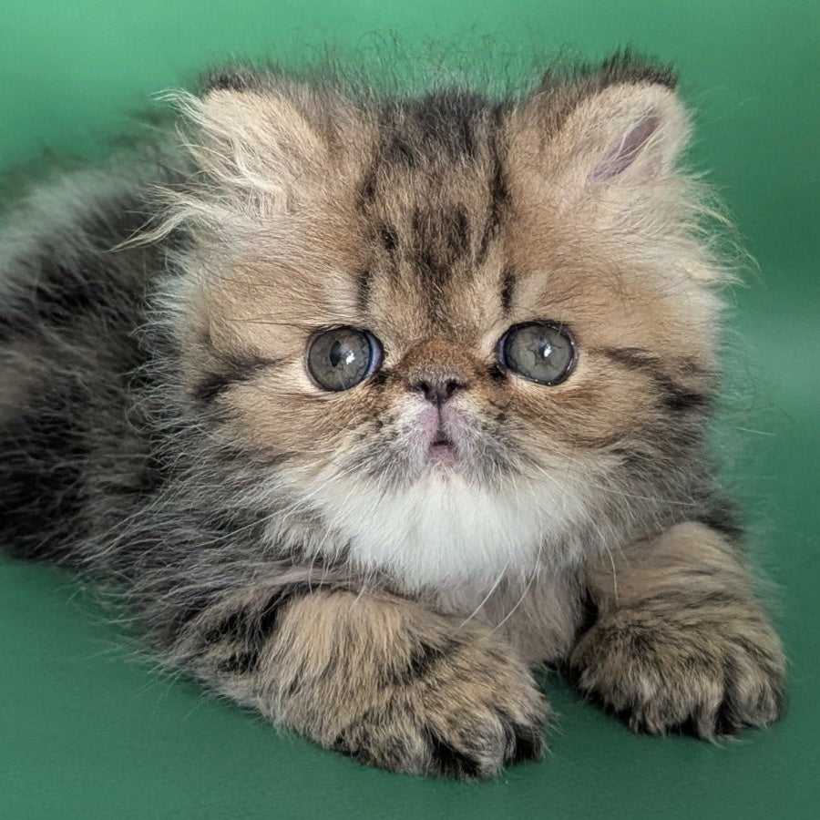 Tiara Persian female, black tabby