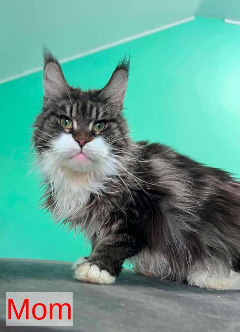 Nolan Maine Coon male black with white - live animals
