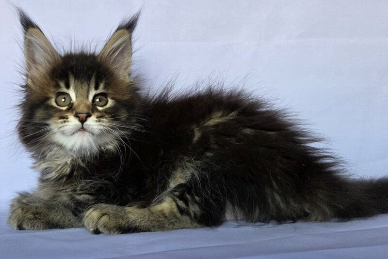 Quokka Maine Coon female, black ticked tabby