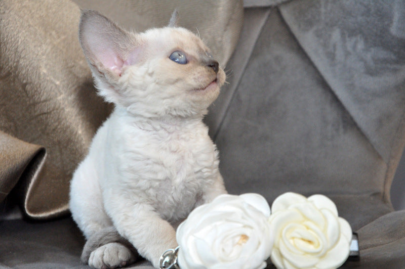 Agatha Devon Rex female, blue pointed