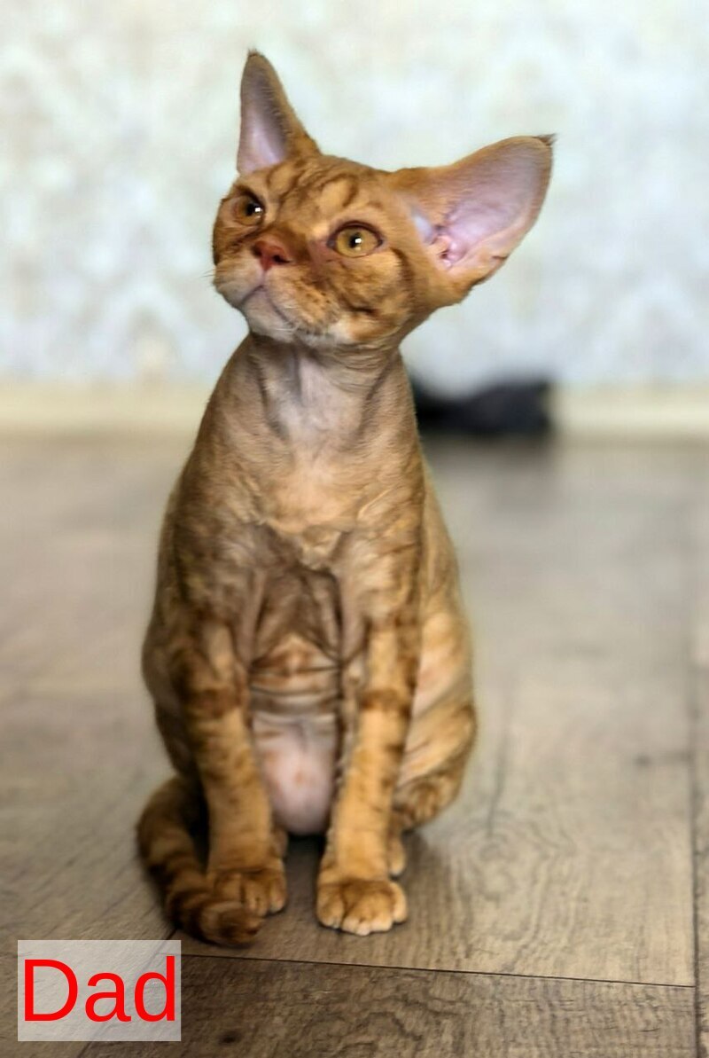 Mis Devon Rex female, chocolate tabby