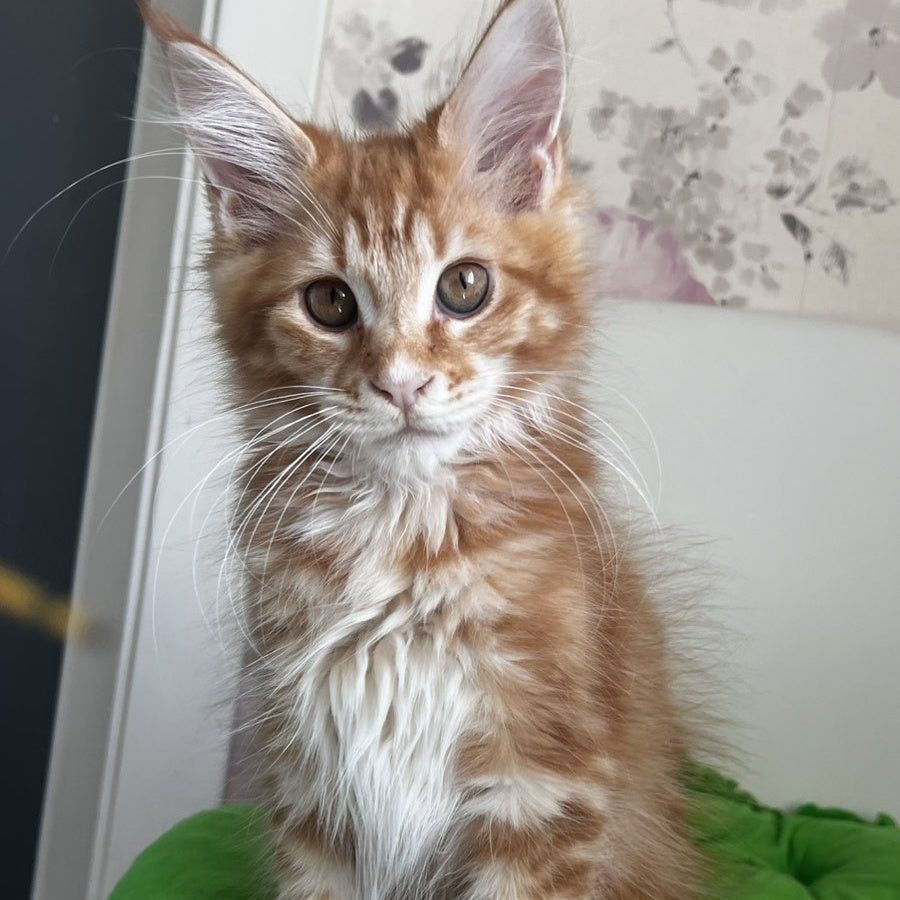 Sparky Maine Coon male, red tabby