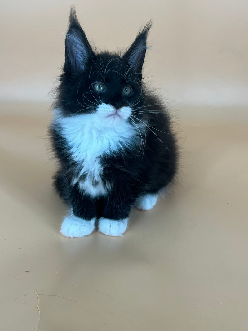 Betmann Maine Coon male, black bicolour