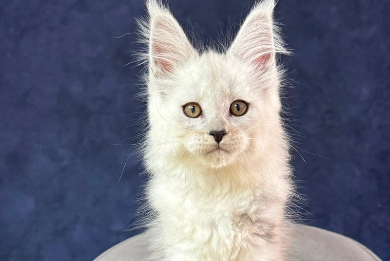 Effect Maine Coon male, black silver