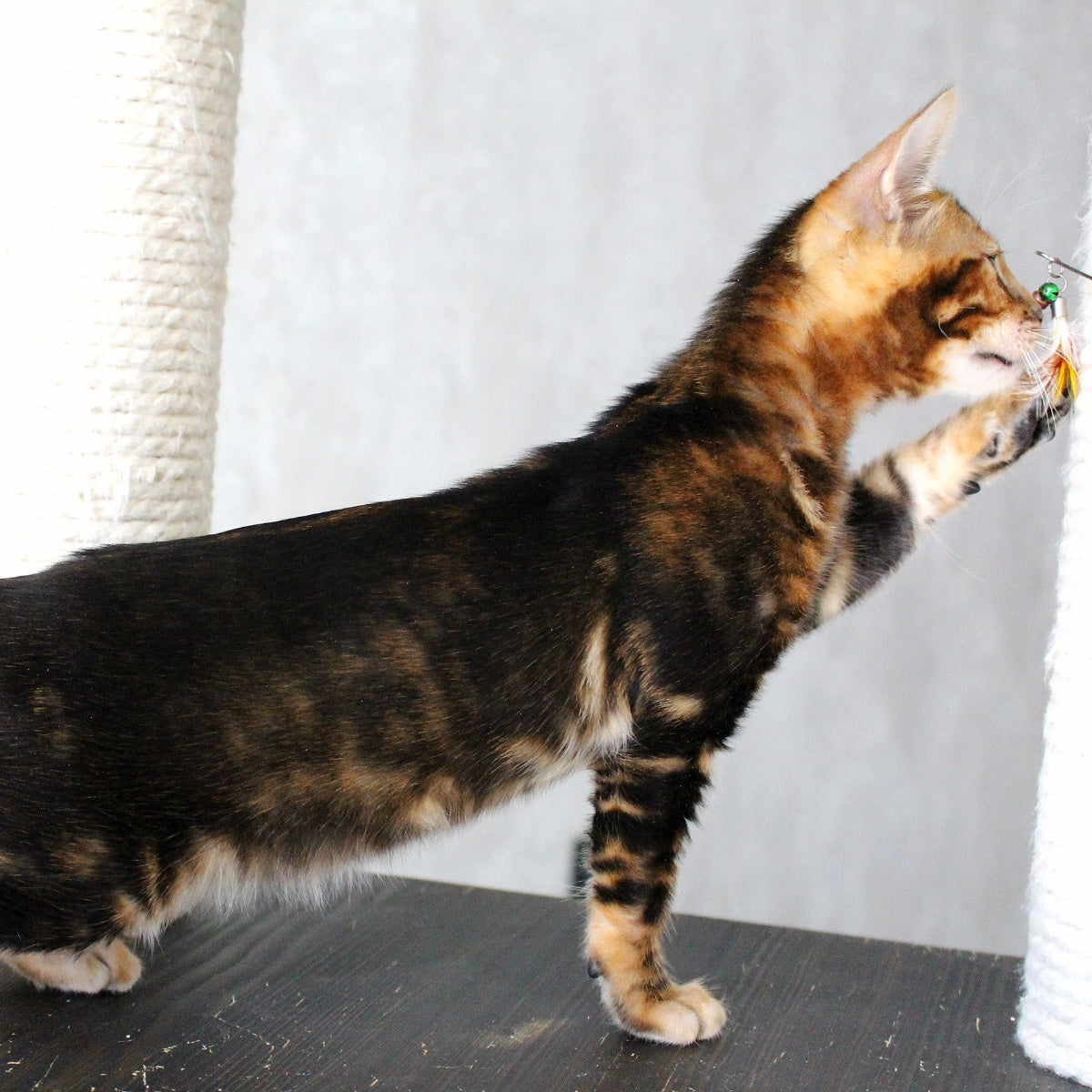 Emi Bengal female, black tabby