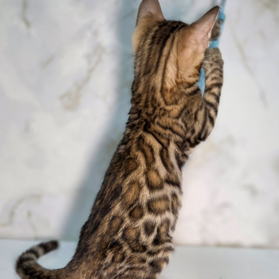 King Bengal male, black spotted tabby