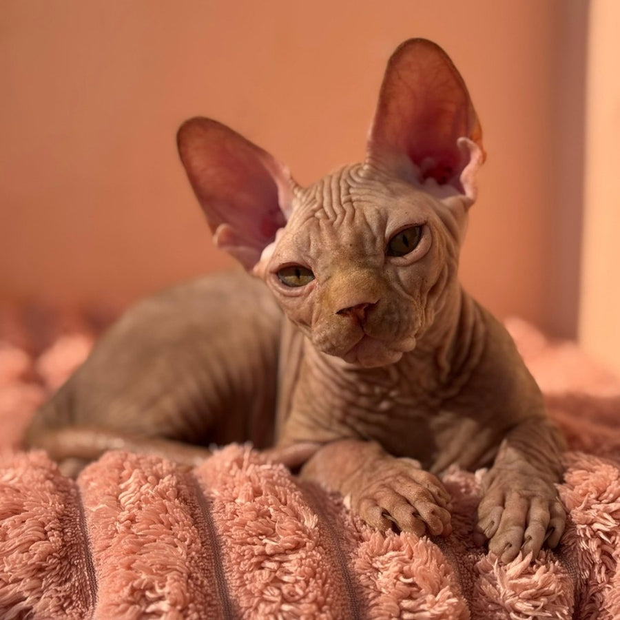 Eliot Canadian Sphynx male, red