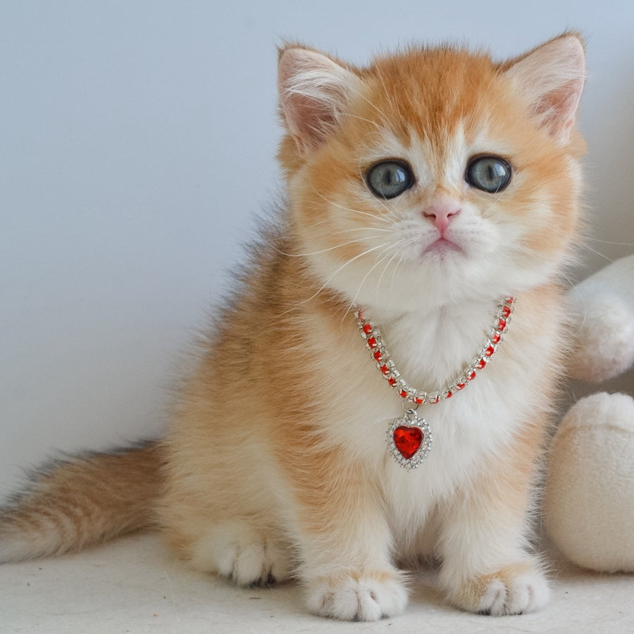 Isabelle British Shorthair female, black golden chinchilla