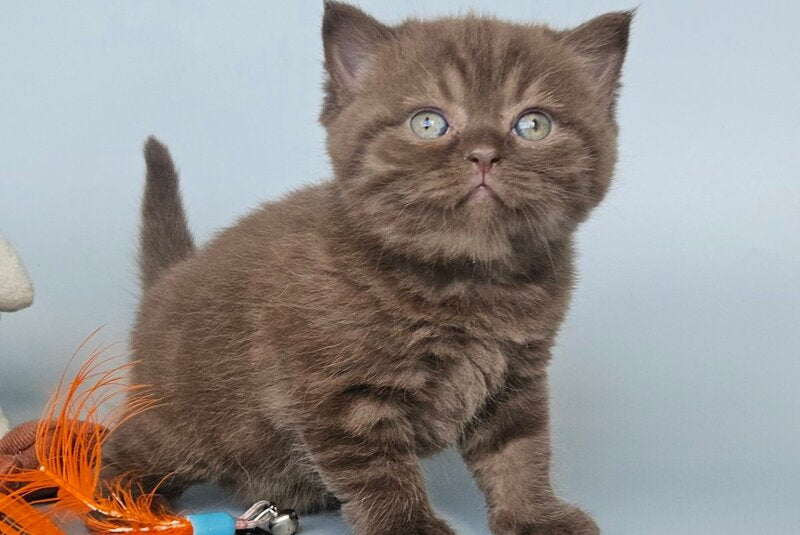 Aurelia British Shorthair female, chocolate