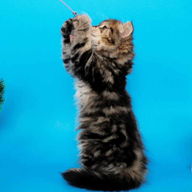Bianka British Longhair female, black tabby