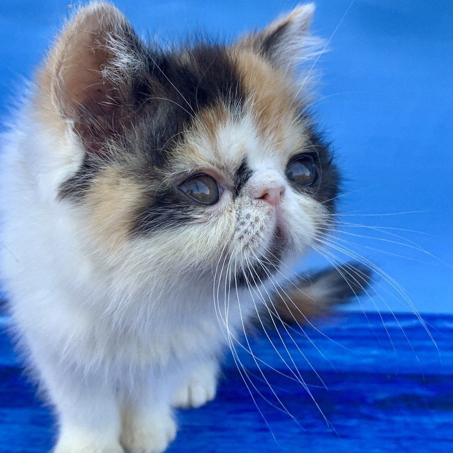 Zarina Exotic female, black tortie harlequin