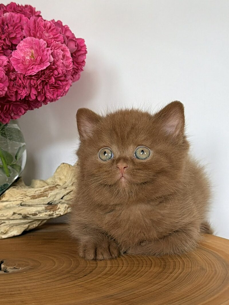 Fudge British Shorthair male, cinnamon