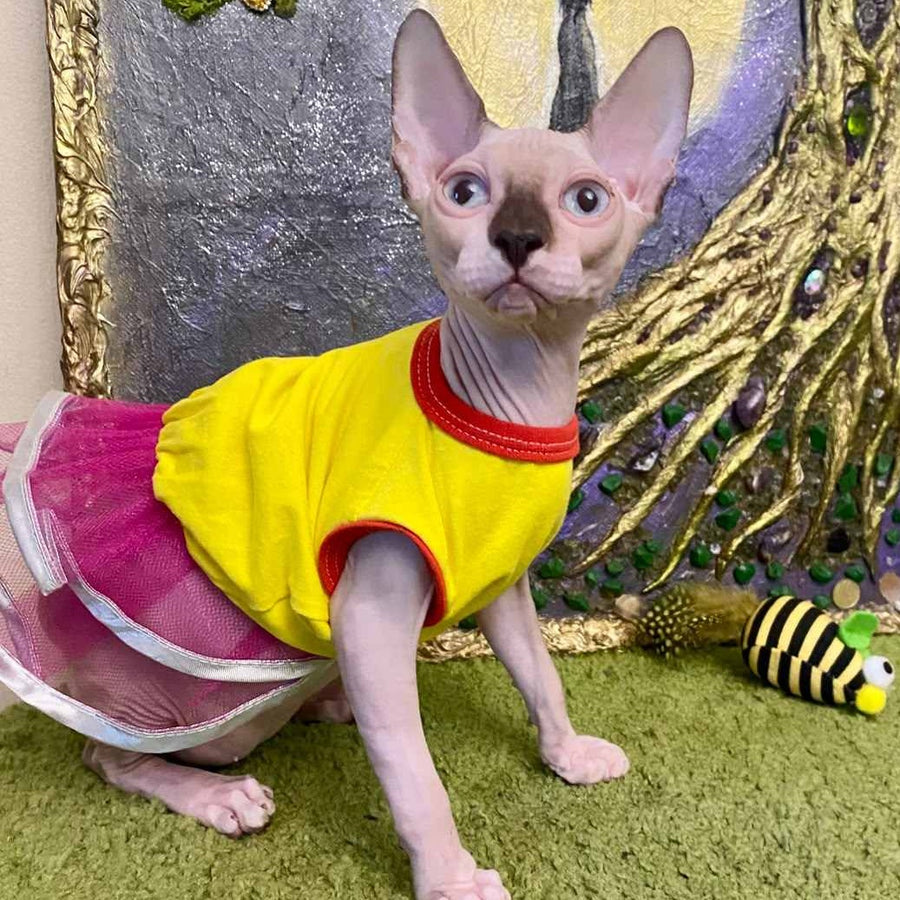 Anna Canadian Sphynx female, blue bicolour