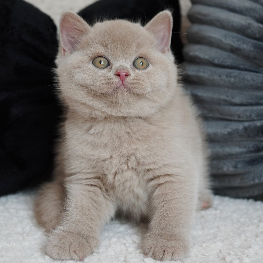 Ulysses British Shorthair male, fawn