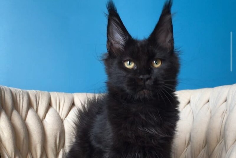 Vlastelina Maine Coon female black - live animals