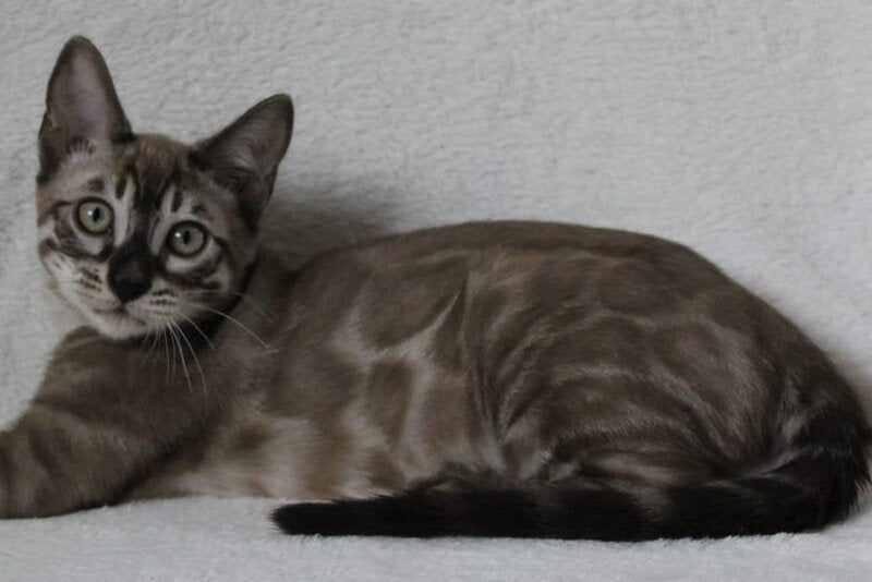 Vakula Bengal male, black amber spotted tabby pointed