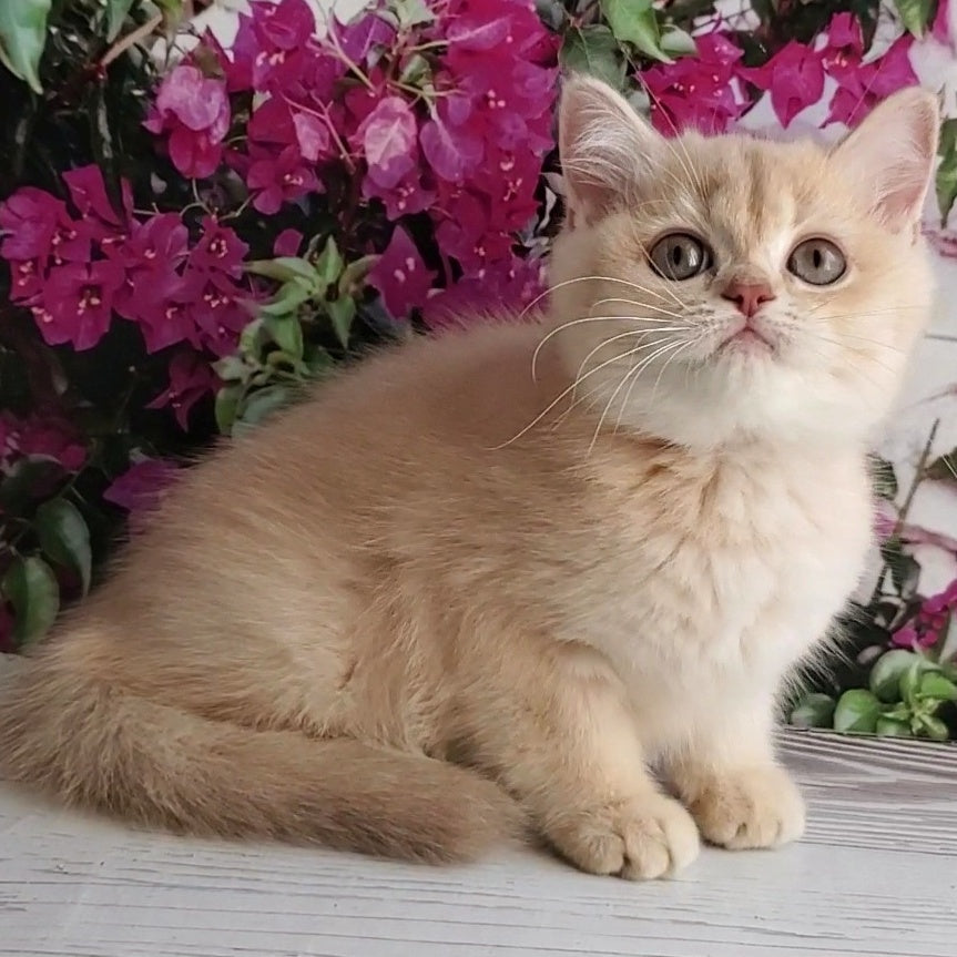 Alan British Shorthair male, lilac golden shaded