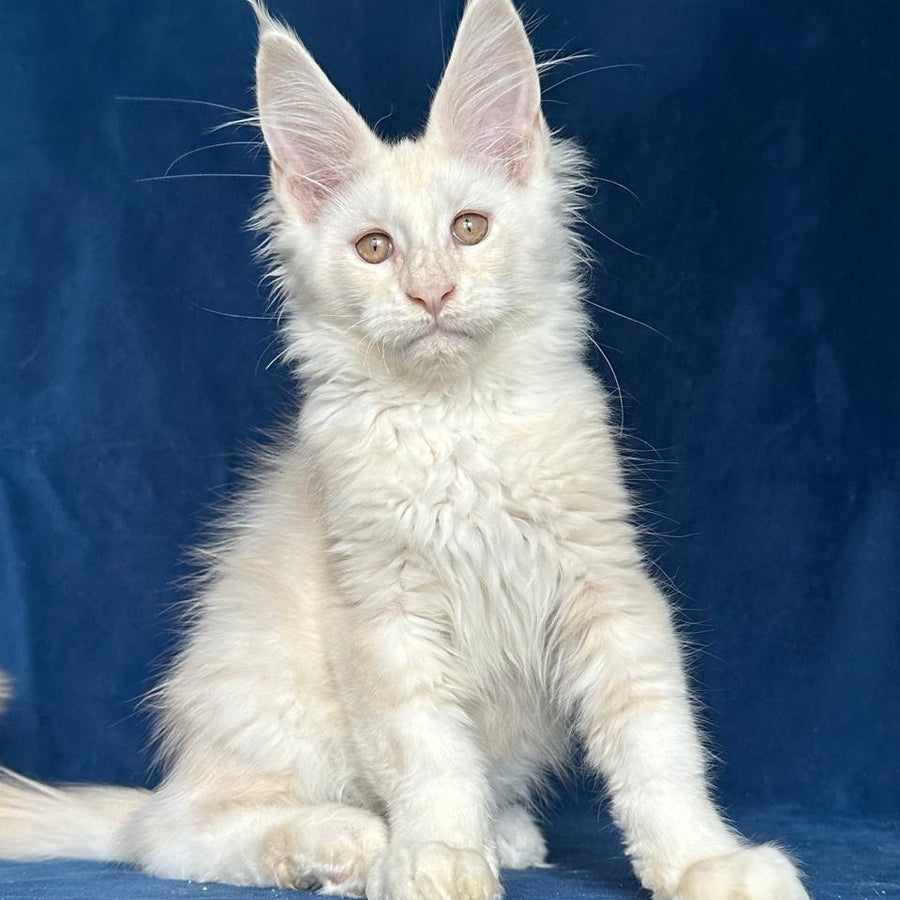 Large Sam Maine Coon male, red silver shaded