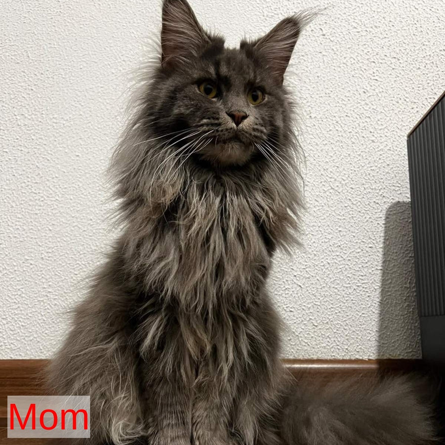 Bagheera Maine Coon female, black with white