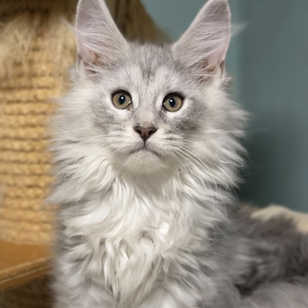 Hello Kitty Maine Coon female, blue silver spotted tabby