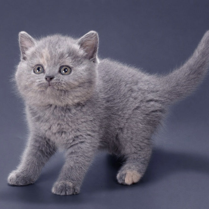Riley British Shorthair female, blue tortie