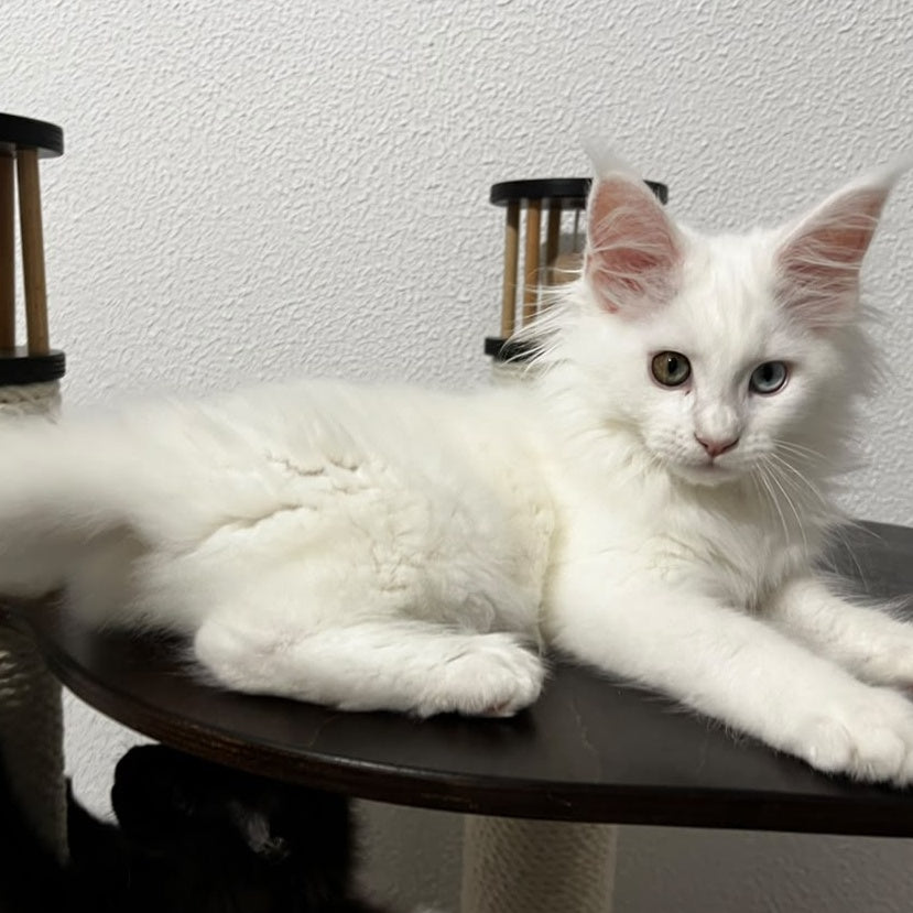 Bella Maine Coon female, white