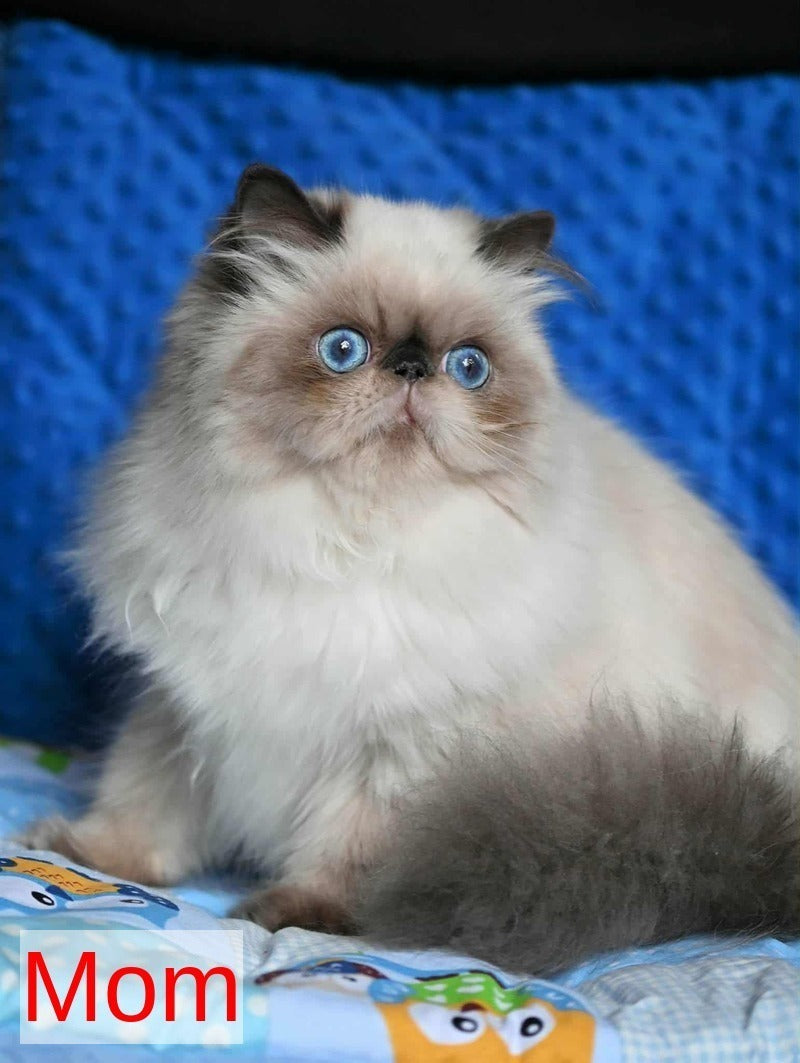 Noris Persian male, black pointed