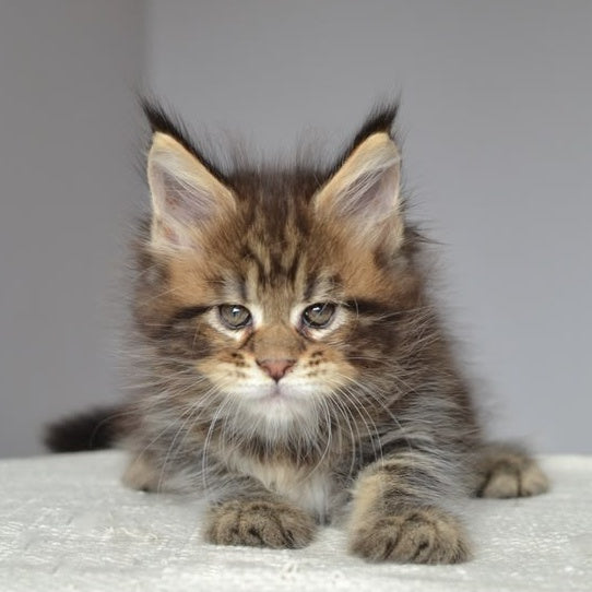 Jemma Maine Coon female, black tabby