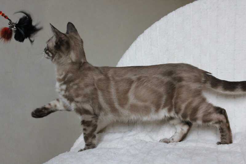 Platon Bengal male, black spotted tabby pointed