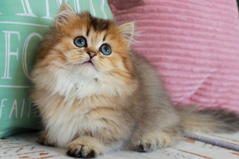 Jasmine Munchkin female, chocolate golden ticked tabby