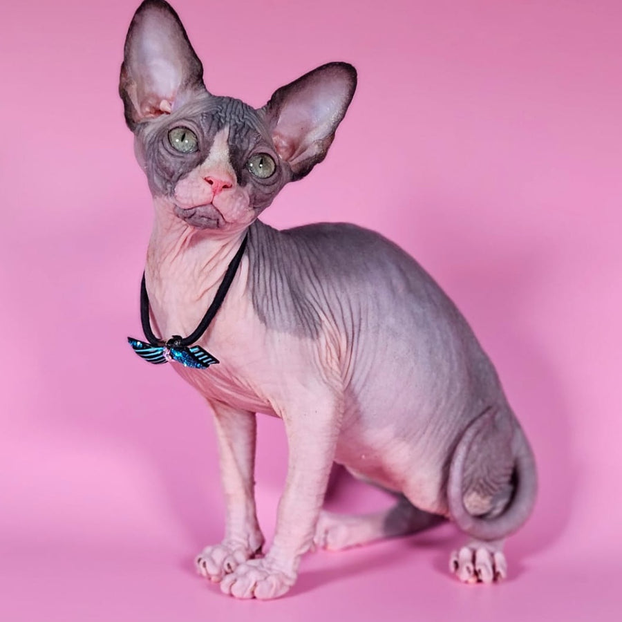 Basalt Canadian Sphynx male, black bicolour