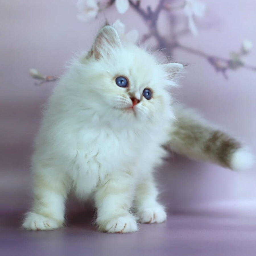Gala Siberian female, black silver with white tabby pointed