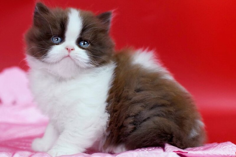 Zabava British Longhair female chocolate bicolour - live animals