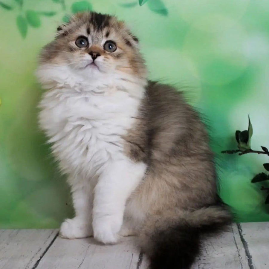 Irma Scottish Fold female, black golden ticked tabby bicolour