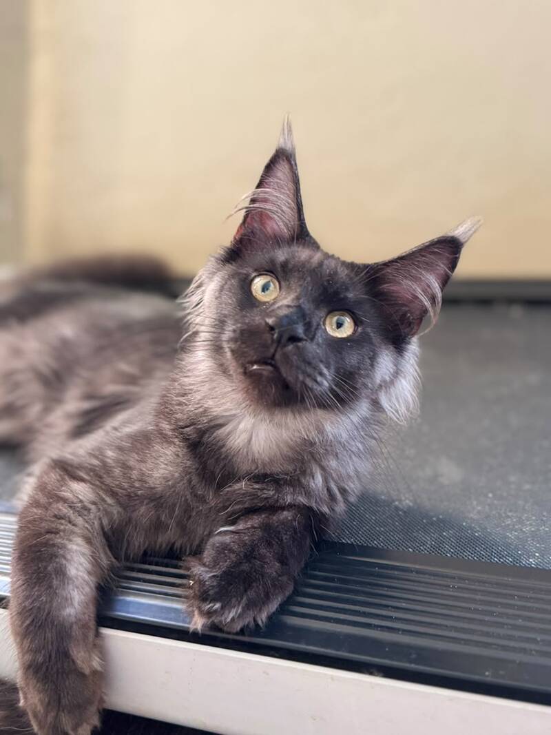 Horus Maine Coon male, black silver
