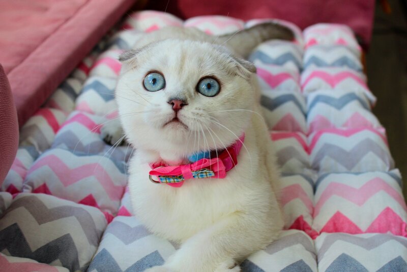 Bianca Scottish Fold female, black silver shaded pointed
